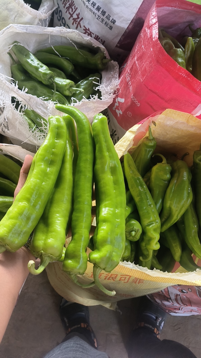 陕北辣椒大量上市，欢迎砸单，品质保证，服务全国优质客