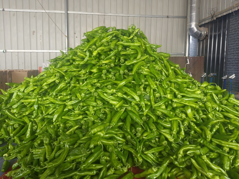 陕北辣椒大量上市，欢迎砸单，品质保证，服务全国优质客