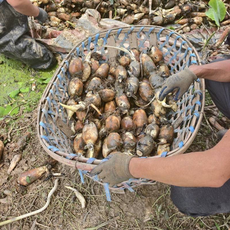 阜南莲藕质量好，品质好货源充足诚信经营
