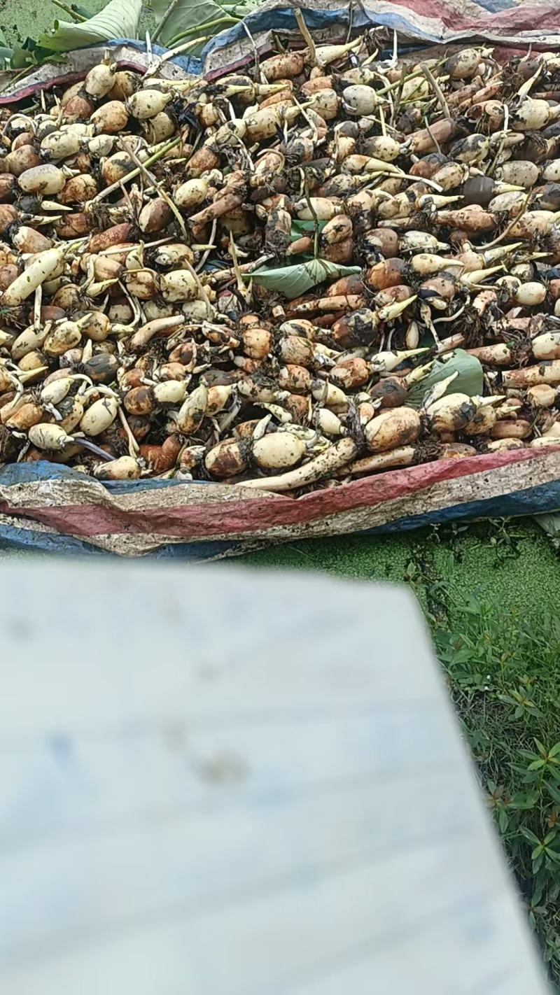 阜南莲藕质量好，品质好货源充足诚信经营