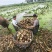 阜南莲藕质量好，品质好货源充足诚信经营