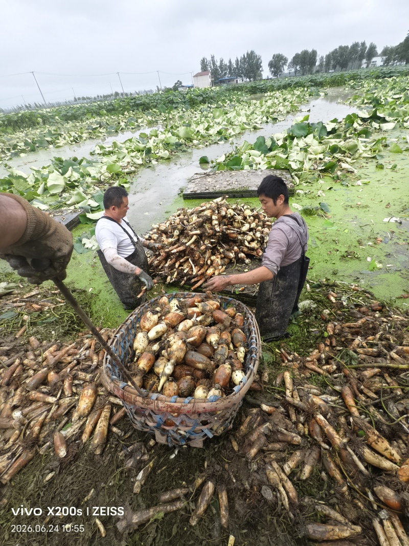 阜南莲藕质量好，品质好货源充足诚信经营