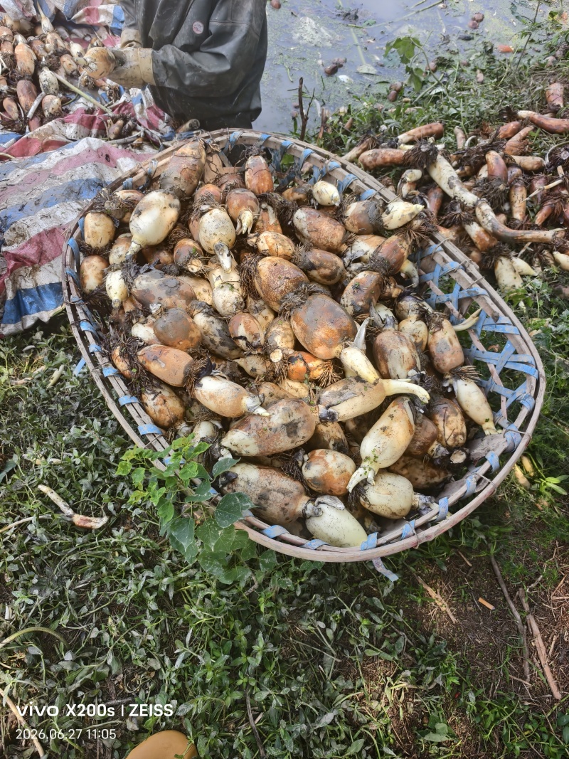 阜南莲藕质量好，品质好货源充足诚信经营