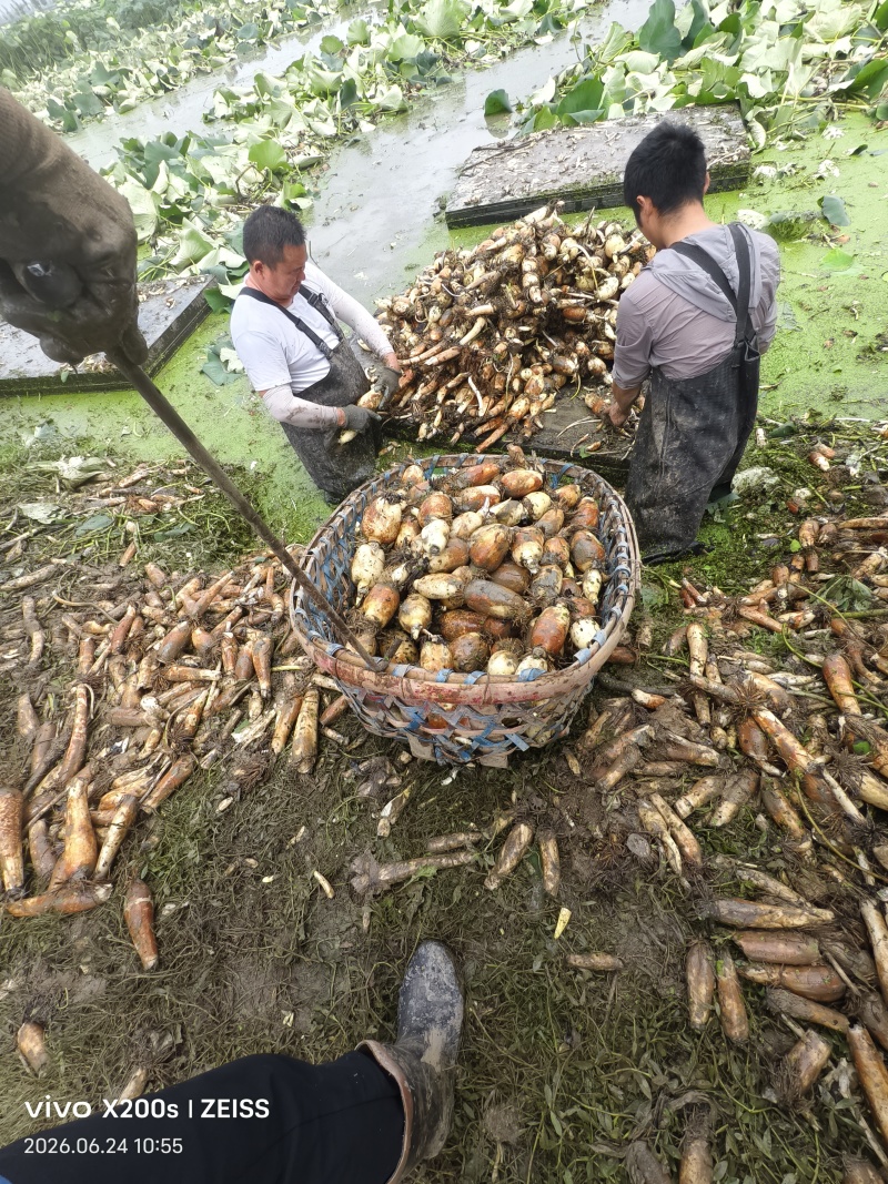阜南莲藕质量好，品质好货源充足诚信经营