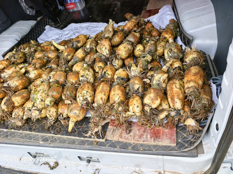 阜南莲藕质量好，品质好货源充足诚信经营