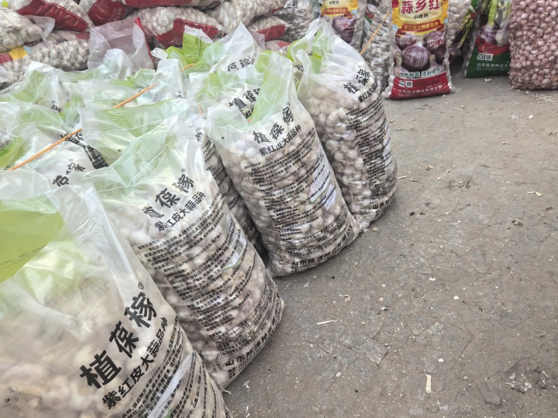 铁繁大蒜种子植葆稼大蒜种子