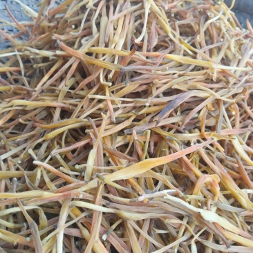 2026年头茬熟条黄花菜