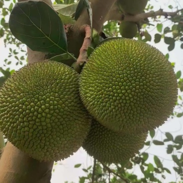 菠萝蜜，有珍珠菠萝蜜，无胶菠萝蜜，四季菠萝蜜，本地菠萝蜜