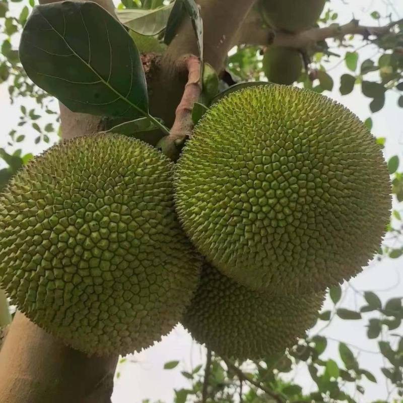 菠萝蜜，有珍珠菠萝蜜，无胶菠萝蜜，四季菠萝蜜，本地菠萝蜜
