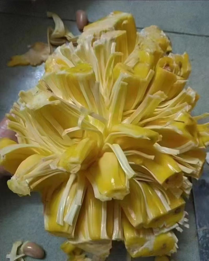 菠萝蜜，有珍珠菠萝蜜，无胶菠萝蜜，四季菠萝蜜，本地菠萝蜜
