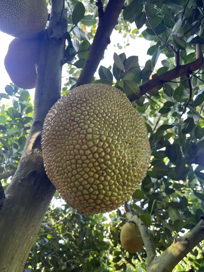菠萝蜜，有珍珠菠萝蜜，无胶菠萝蜜，四季菠萝蜜，本地菠萝蜜