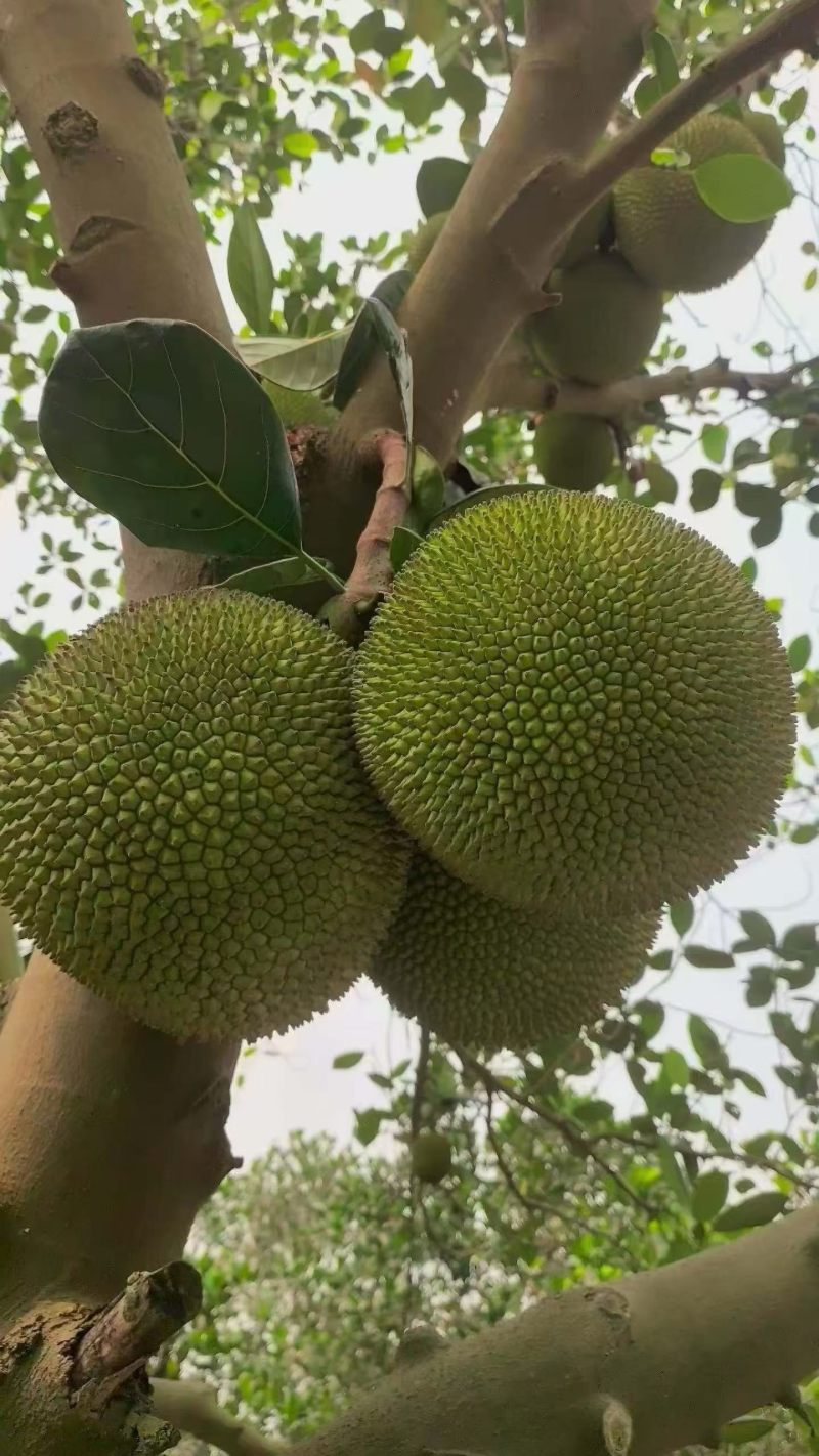 菠萝蜜，有珍珠菠萝蜜，无胶菠萝蜜，四季菠萝蜜，本地菠萝蜜