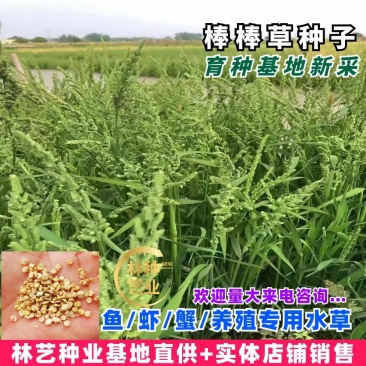 棒棒草种子耐寒水草冬季水稗草菵米优良饲料食用养鱼养虾棒草