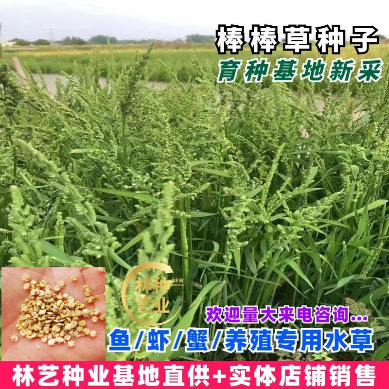 棒棒草种子耐寒水草冬季水稗草菵米优良饲料食用养鱼养虾棒草