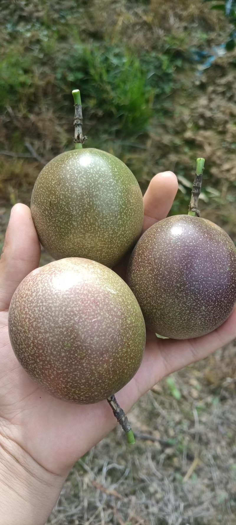 广西云南台农一号百香果