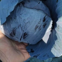 甘肃紫甘蓝，大量供应中