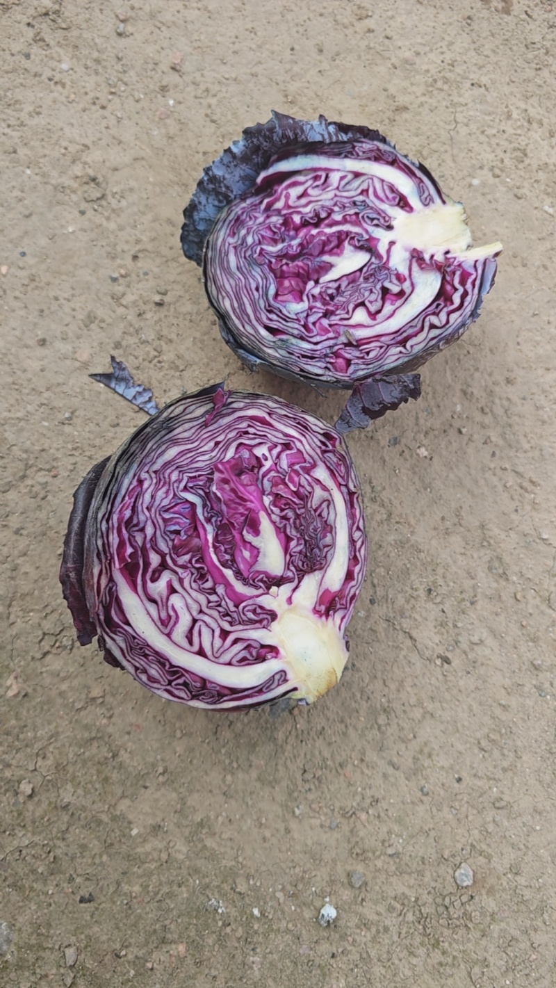 甘肃紫甘蓝，大量供应中