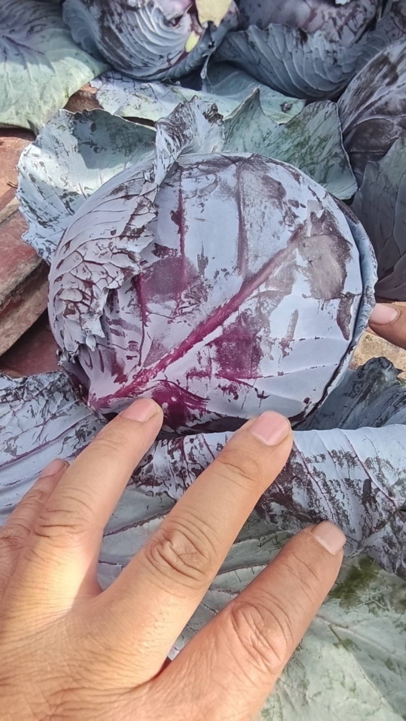 甘肃紫甘蓝，大量供应中