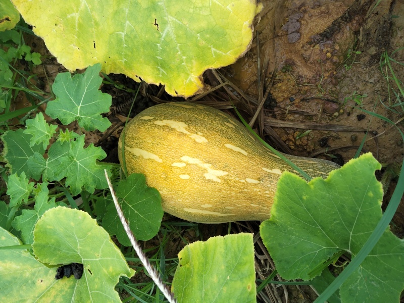 广西环江本地基地种植蜜本南瓜