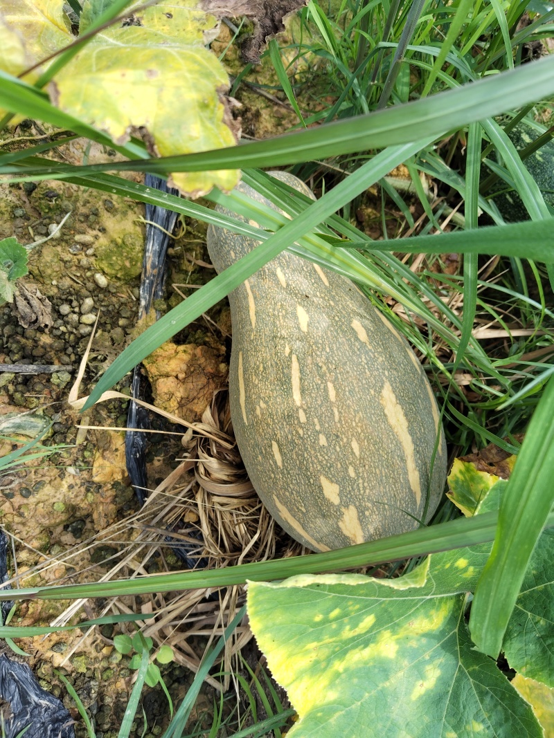 广西环江本地基地种植蜜本南瓜