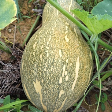 广西环江本地基地种植蜜本南瓜