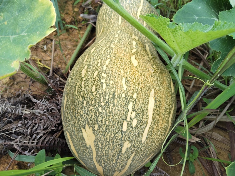 广西环江本地基地种植蜜本南瓜