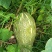 广西环江本地基地种植蜜本南瓜