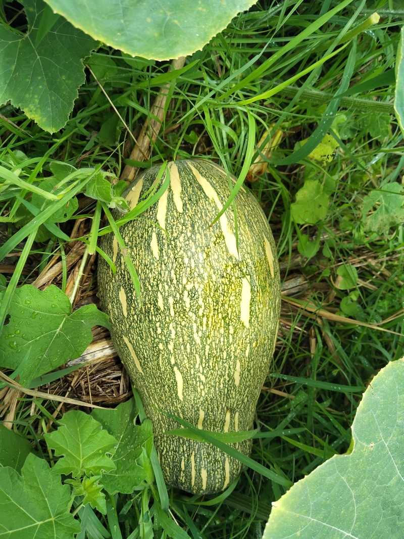 广西环江本地基地种植蜜本南瓜