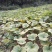 广西环江本地基地种植蜜本南瓜