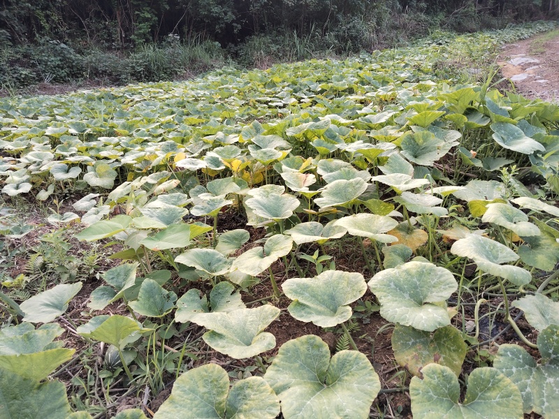 广西环江本地基地种植蜜本南瓜