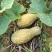 广西环江本地基地种植蜜本南瓜