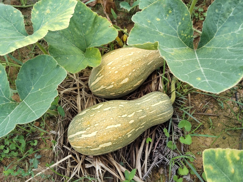 广西环江本地基地种植蜜本南瓜
