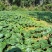 广西环江本地基地种植蜜本南瓜