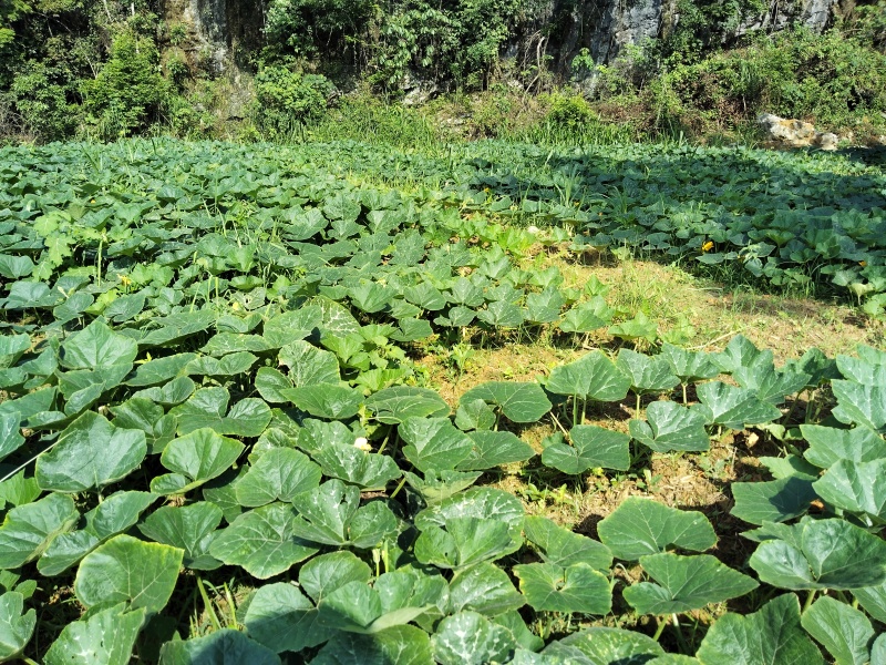 广西环江本地基地种植蜜本南瓜