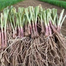 绿植韭菜当年宽叶四季红根韭菜根阳台种菜盆栽绿植