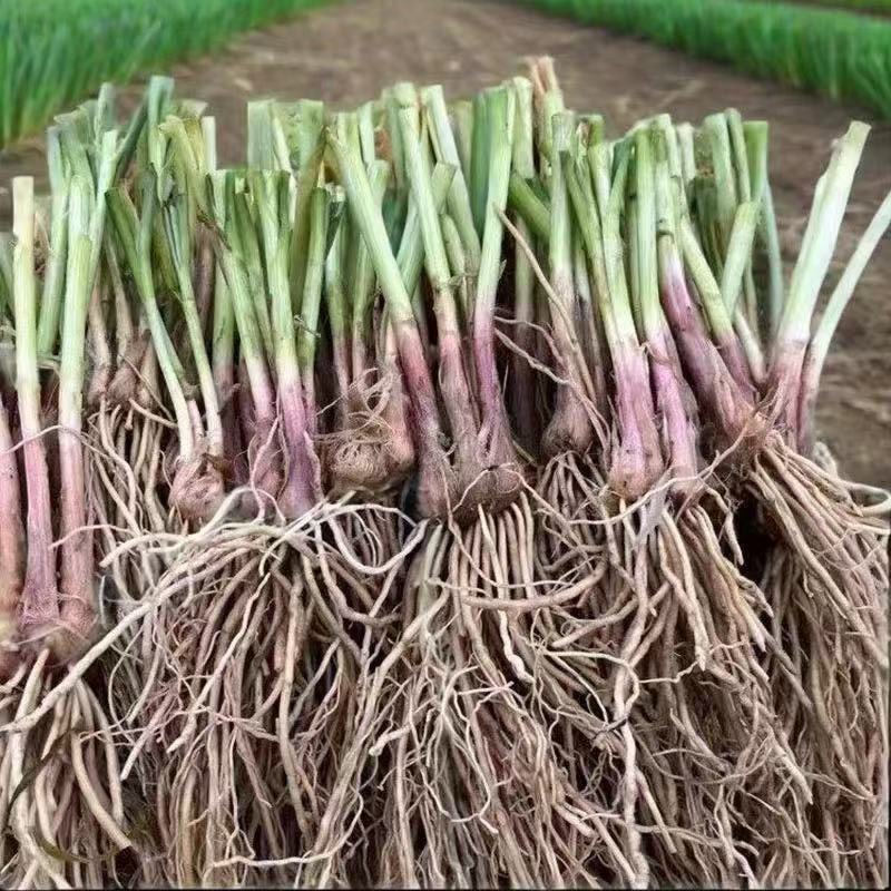 绿植韭菜当年宽叶四季红根韭菜根阳台种菜盆栽绿植