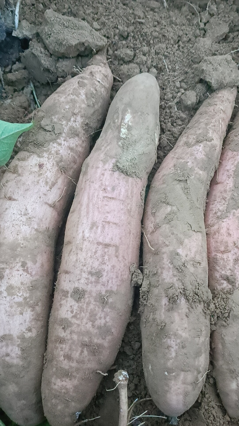 33烟薯，哈密板栗大量有货，都是沙土地红薯