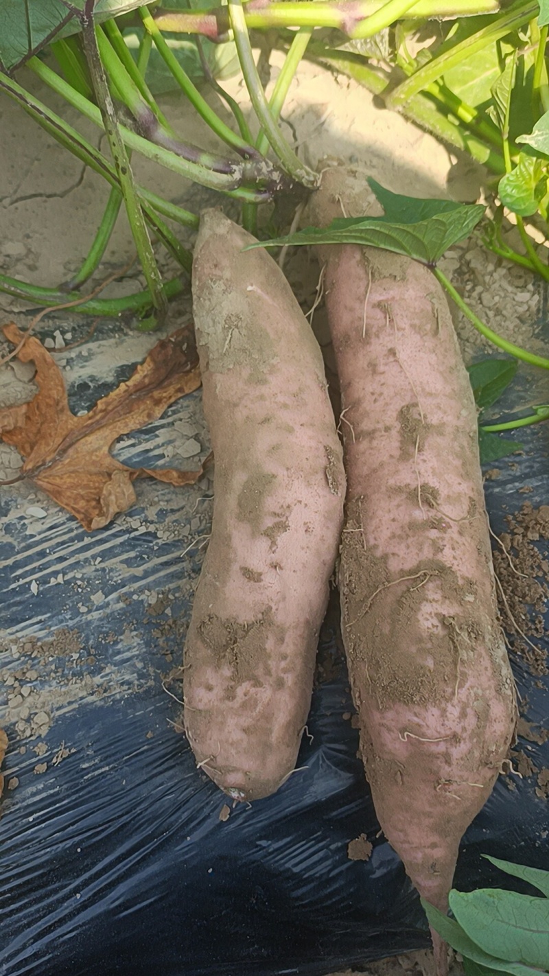 33烟薯，哈密板栗大量有货，都是沙土地红薯