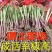 绿植韭菜当年宽叶四季红根韭菜根阳台种菜盆栽绿植