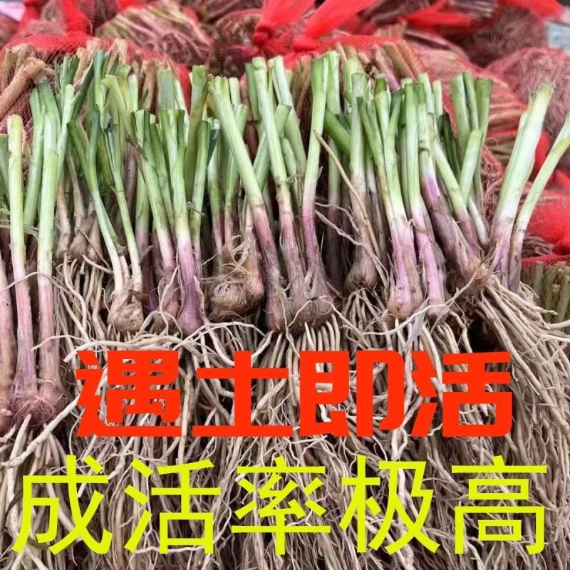 绿植韭菜当年宽叶四季红根韭菜根阳台种菜盆栽绿植