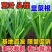 绿植韭菜当年宽叶四季红根韭菜根阳台种菜盆栽绿植