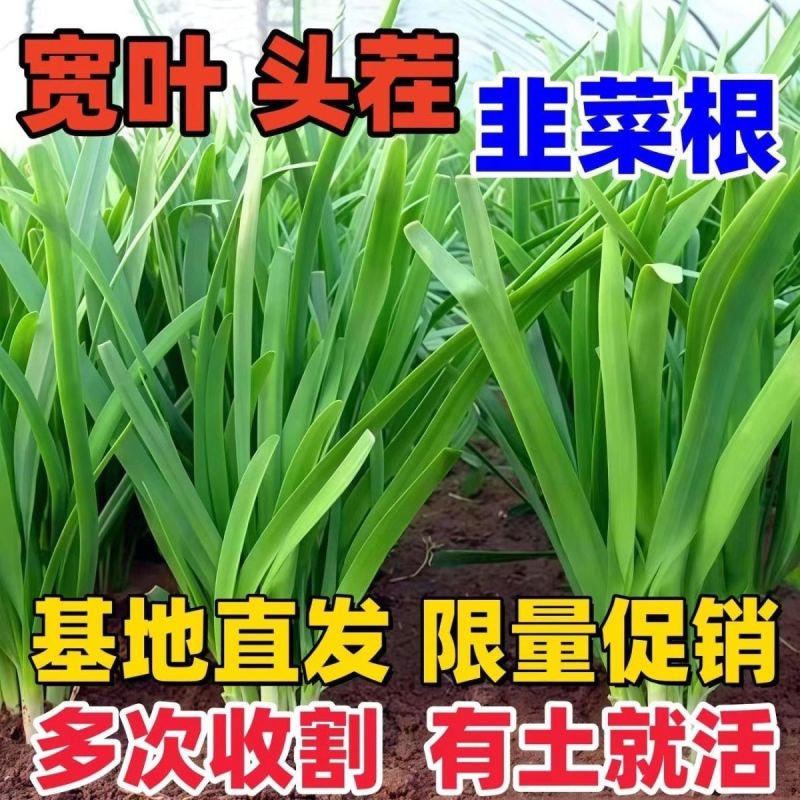 绿植韭菜当年宽叶四季红根韭菜根阳台种菜盆栽绿植