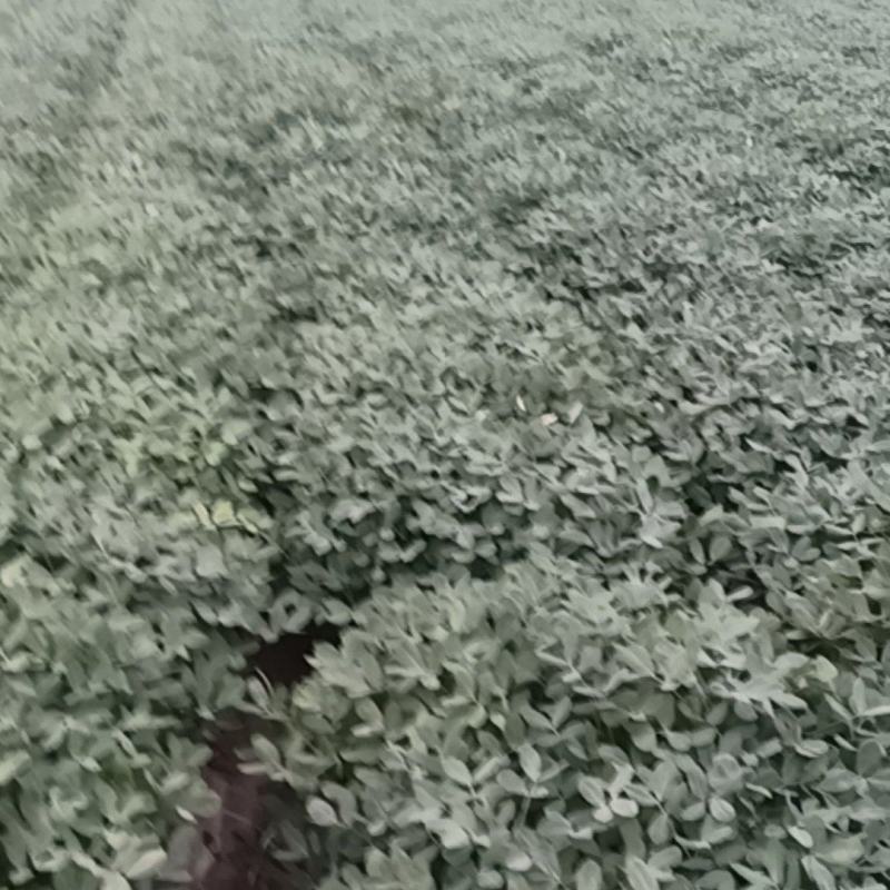 鲜花生