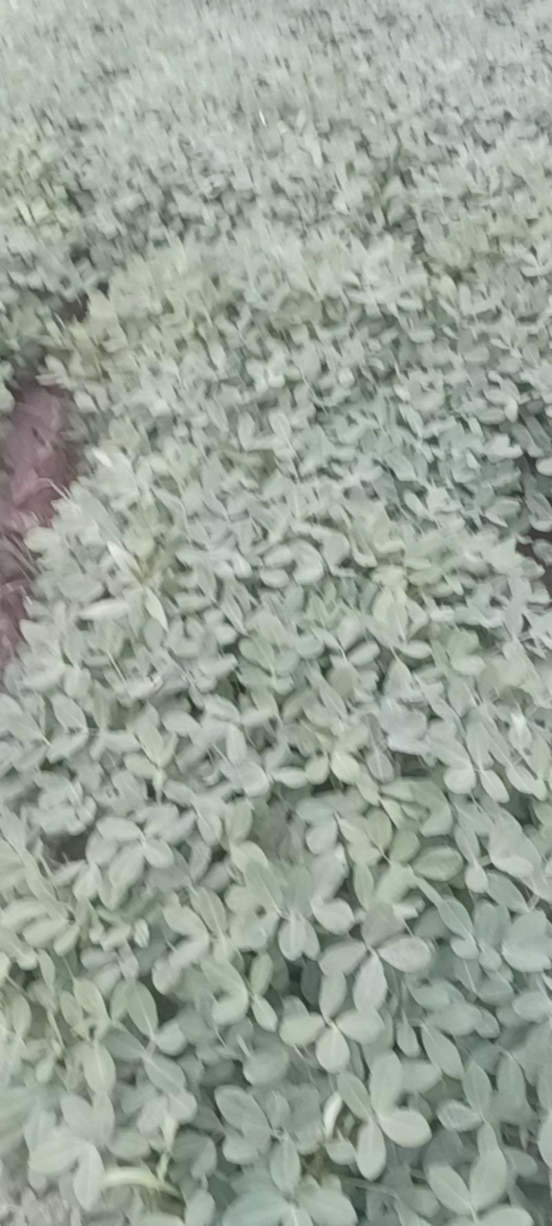 鲜花生
