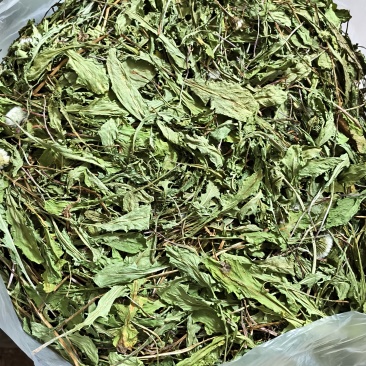 云南高原生态蒲公英干叶