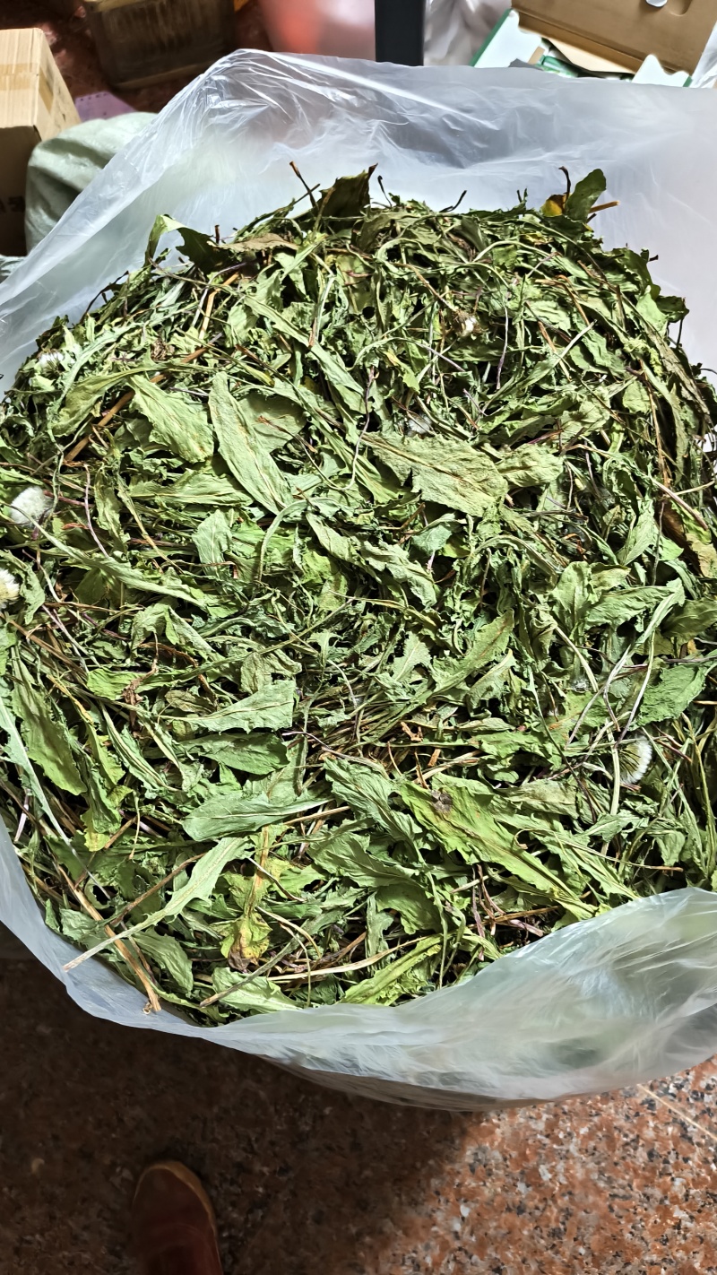 云南高原生态蒲公英干叶