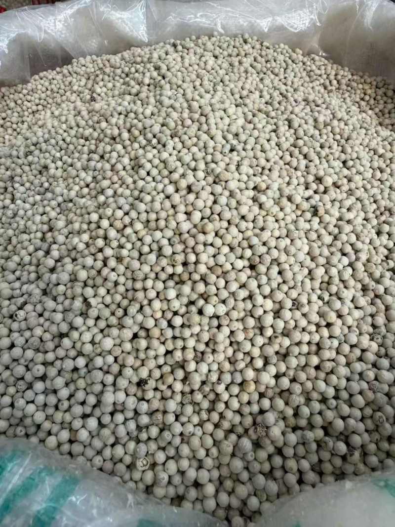 海南黑胡椒精品胡椒粒大坡产区黑胡椒纯干净货长期合作