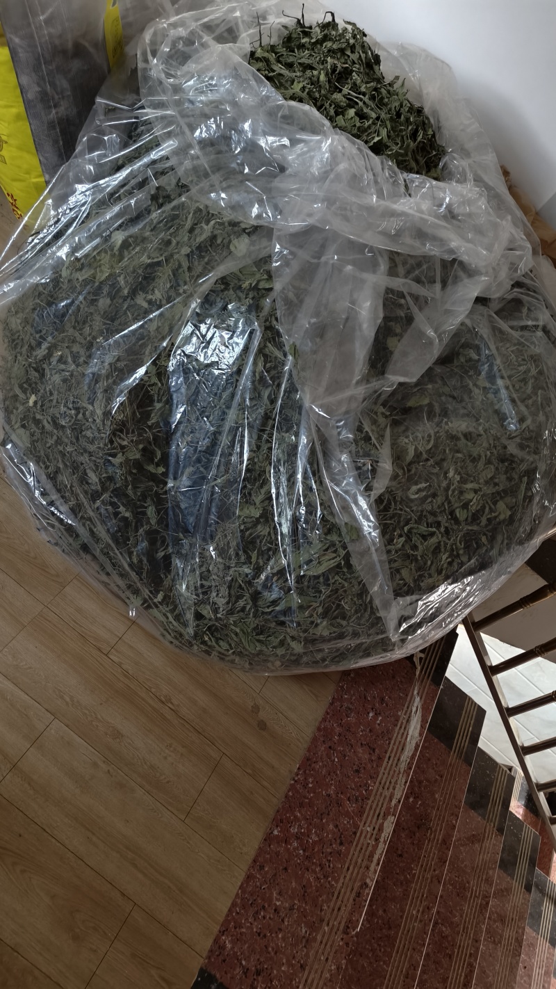 云南高原生态蒲公英干叶