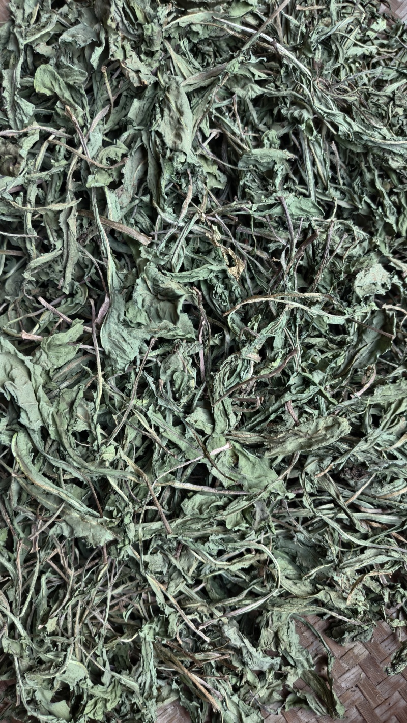 云南高原生态蒲公英干叶