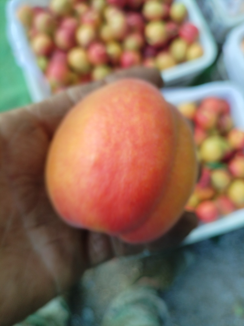 沙金红杏